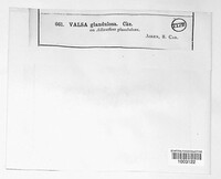 Valsa glandulosa image